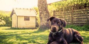 Residencia canina-felina Kennel Sahara