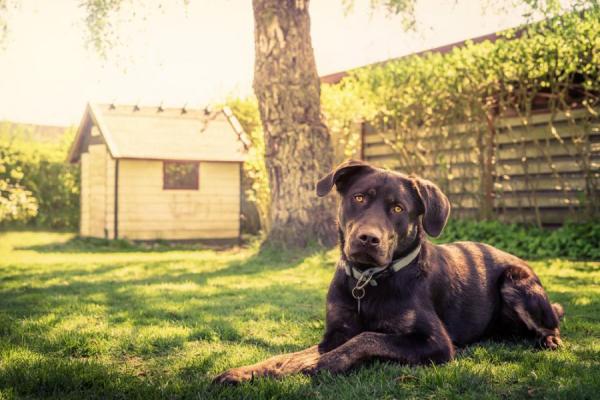 Residencia canina-felina Kennel Sahara