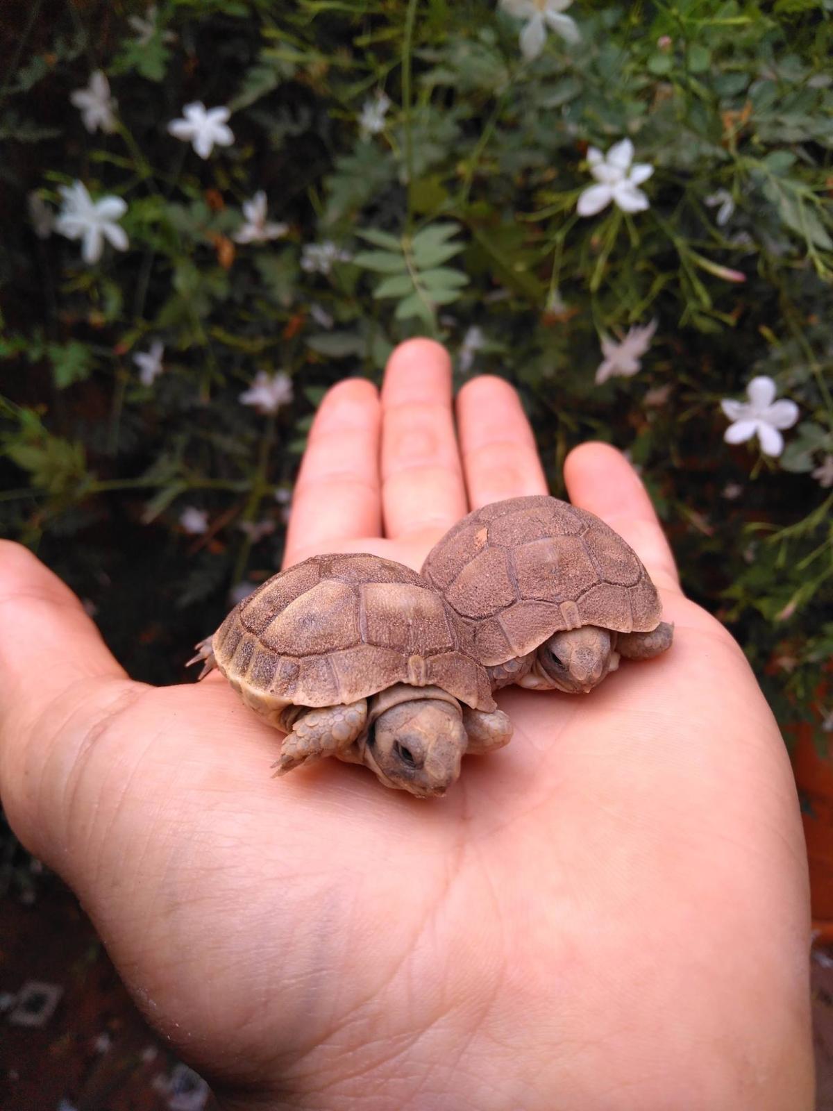 VDV Veterinario a Domicilio Valencia