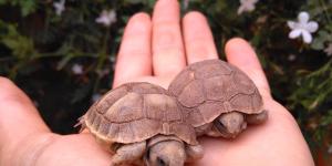 VDV Veterinario a Domicilio Valencia