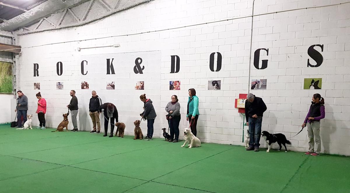 Club de adiestramiento Rocks&Dogs