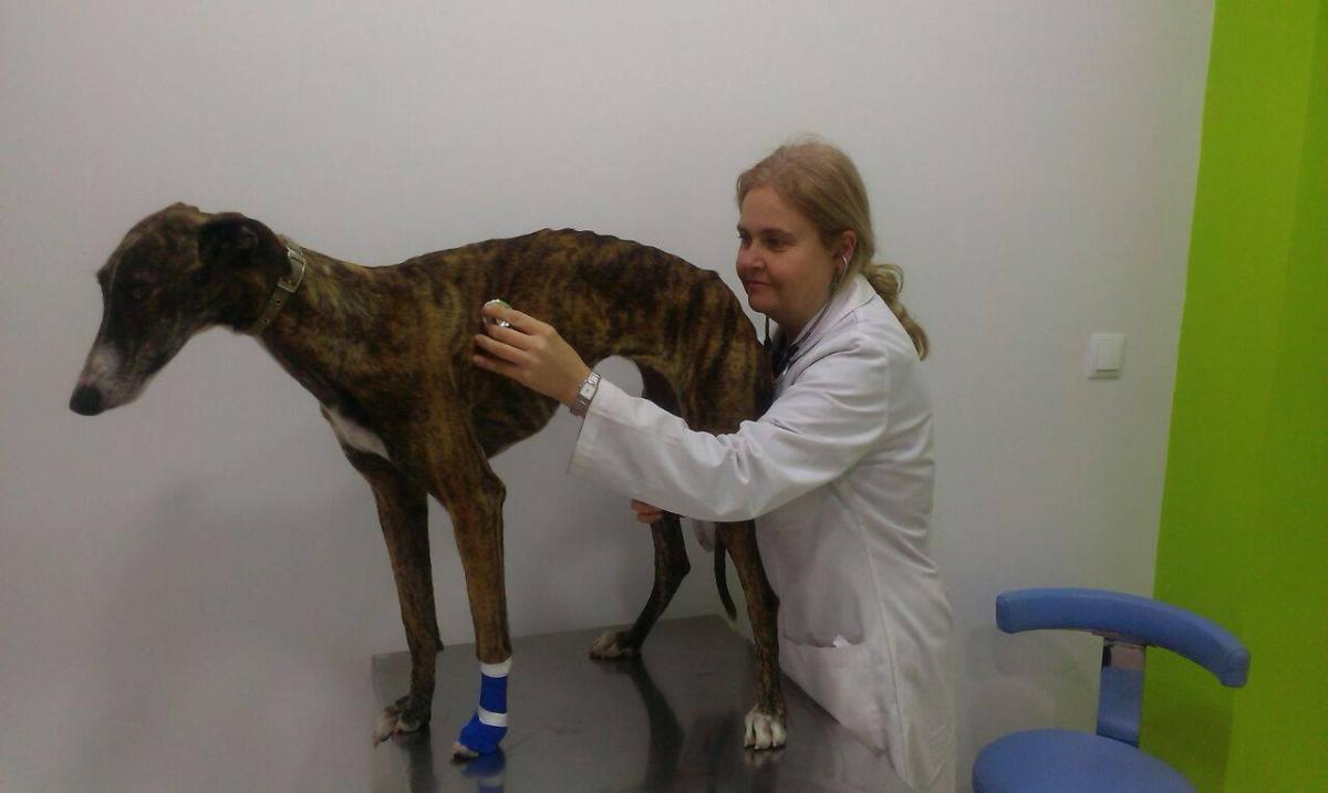 Clínica veterinaria Río Rosas