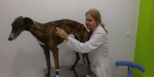 Clínica veterinaria Río Rosas