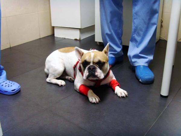 Clínica Veterinaria Alonso Cano & Padilla