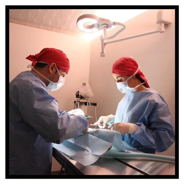 Upendi Clínica Veterinaria