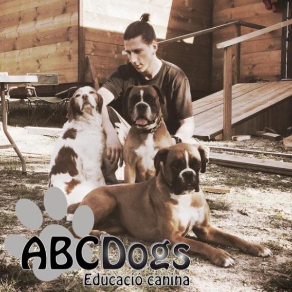 ABCDogs - Camp Hotel