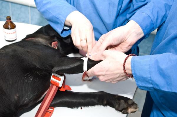 Servicios Veterinarios MonteOliva