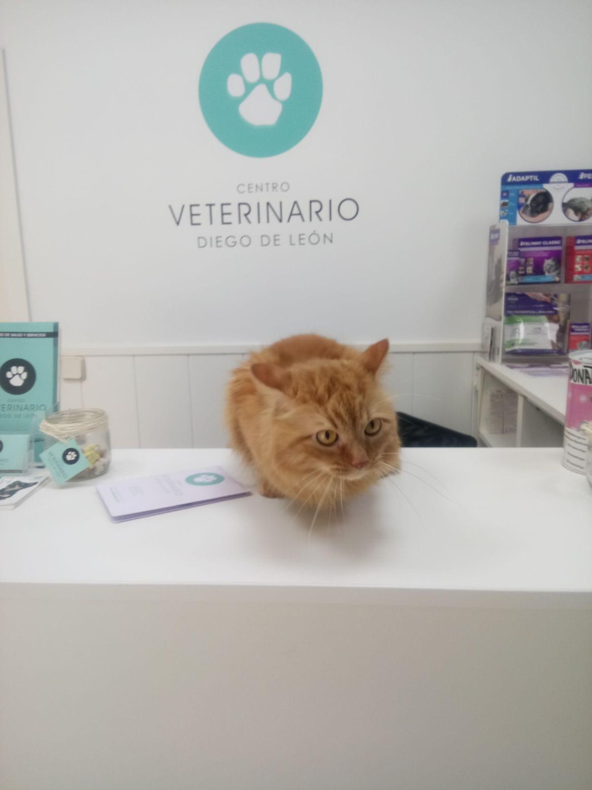 Centro Veterinario Diego de León