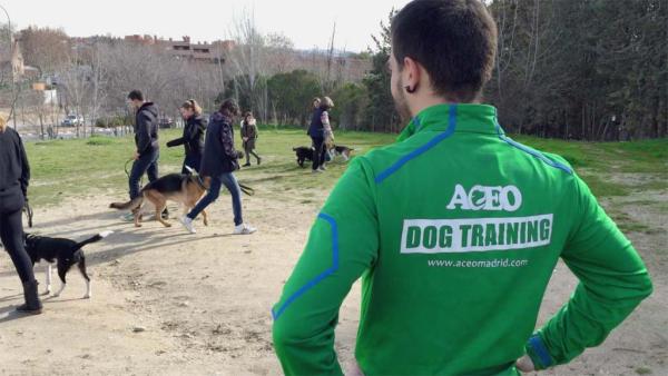 ACEO - Asesoramiento Canino en Estabilidad y Obediencia