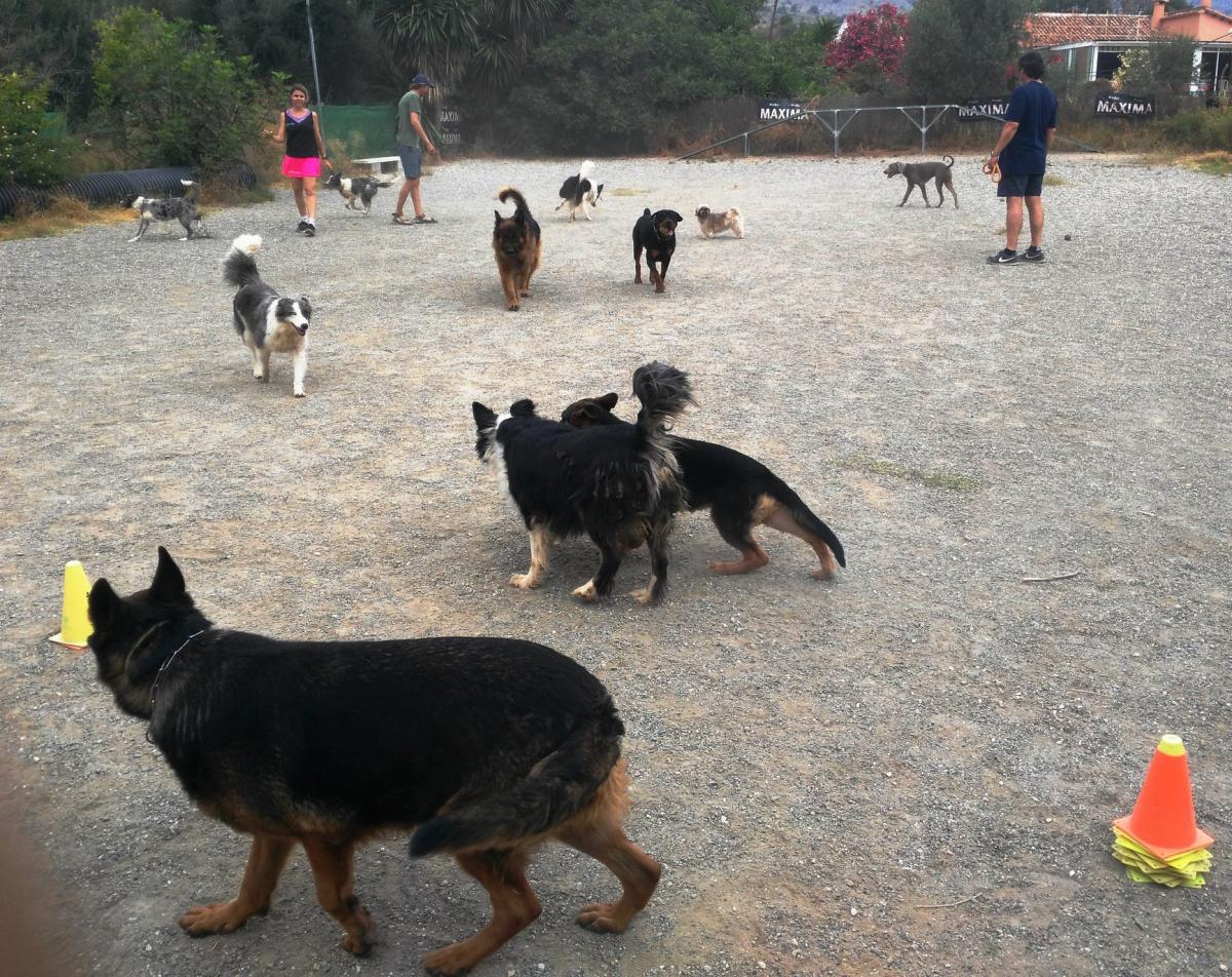 Adiestramiento Málaga