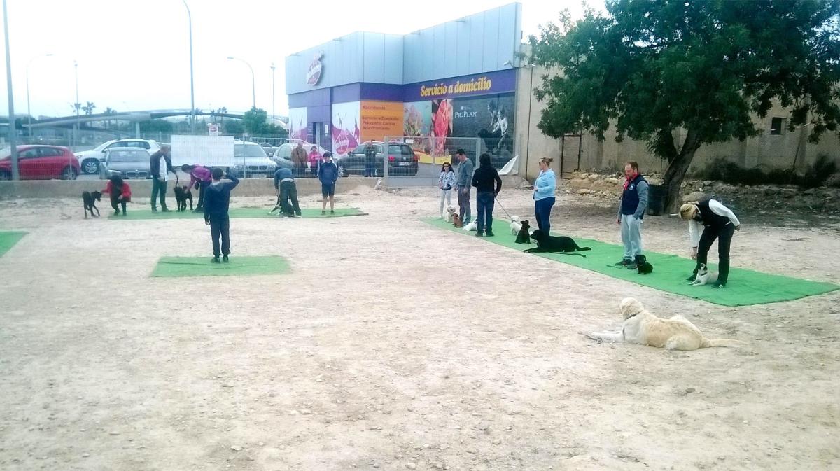 Acea: Adiestrador canino en Alicante