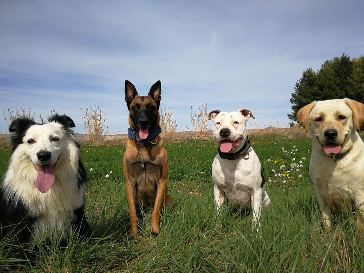 Actividades Caninas Youcan