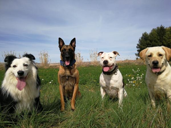 Actividades Caninas Youcan