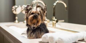 Dog's Affaire