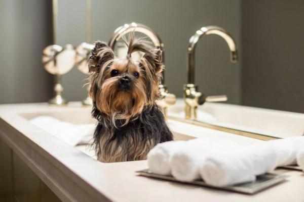 Dog's Affaire