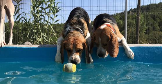 Hotel Caní el Vilà