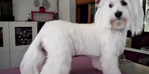 Ponloguapo