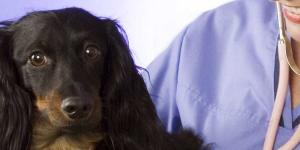 Hospital Veterinari Martorell