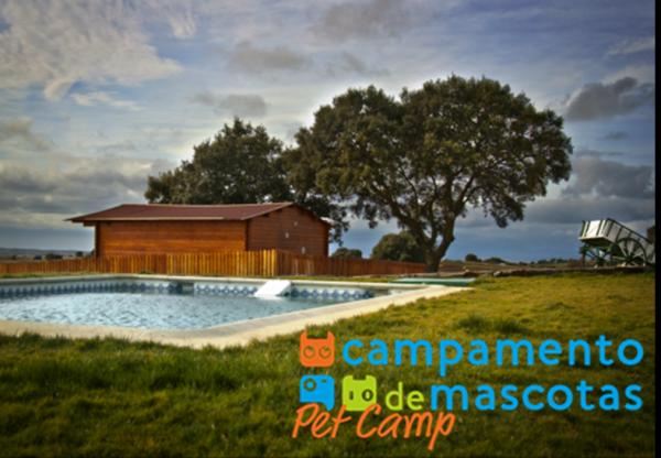 Campamento de Mascotas