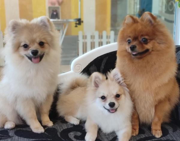 Chic-Can Peluquería SPA Canino