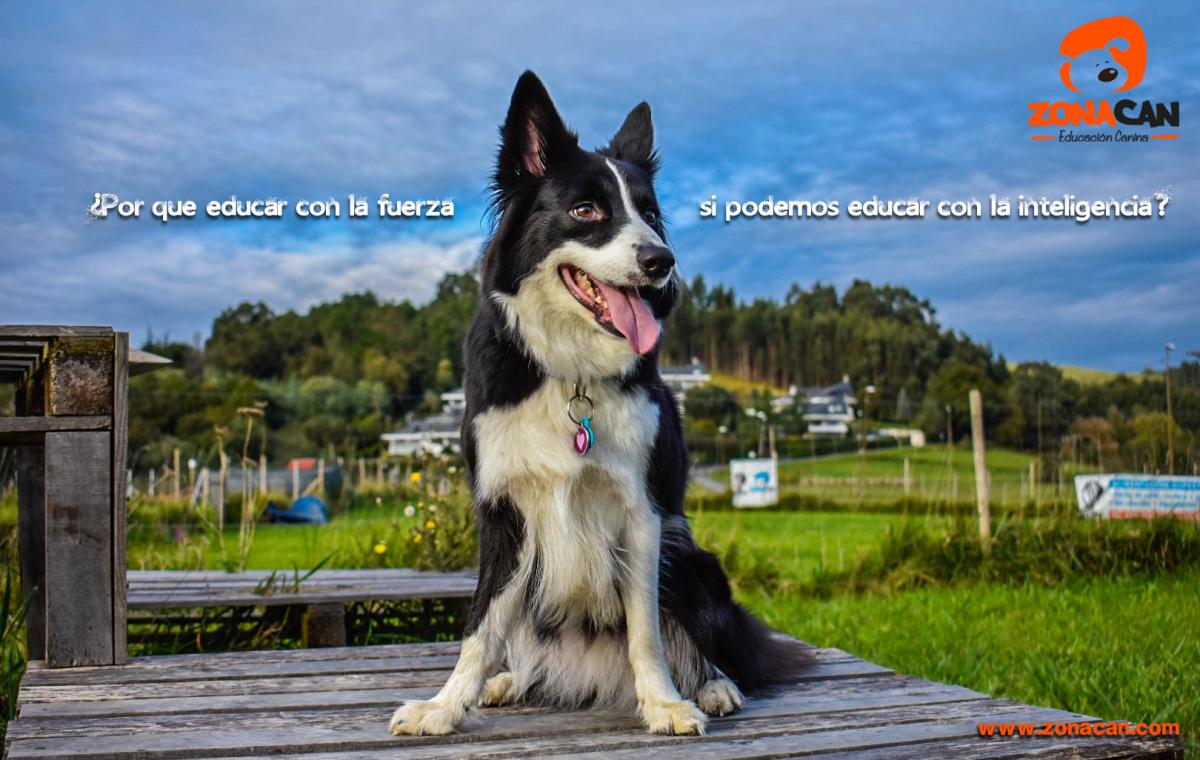 ZONACAN - Educación y Deportes Caninos