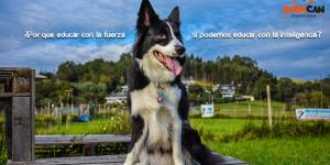 ZONACAN - Educación y Deportes Caninos