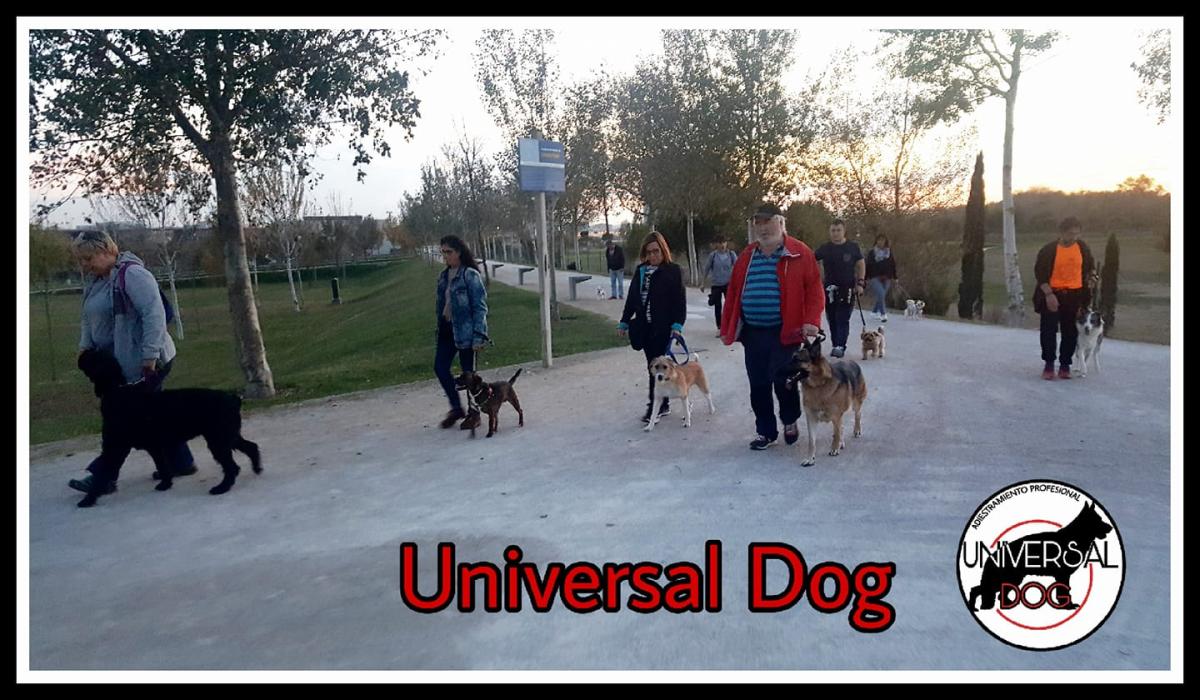 UniversalDog