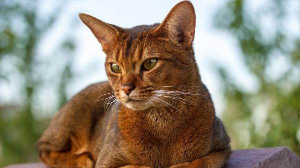 Ranking de genios felinos: estas son las 5 razas de gatos con más inteligencia, según la ciencia - Abisinio: el detective del mundo felino