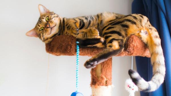 Ranking de genios felinos: estas son las 5 razas de gatos con más inteligencia, según la ciencia - Bengalí: el gato de aspecto salvaje que sorprende por su inteligencia