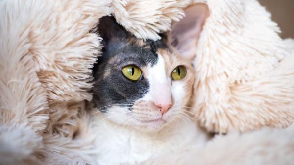 Ranking de genios felinos: estas son las 5 razas de gatos con más inteligencia, según la ciencia - Cornish Rex: curiosidad, agilidad y rapidez mental