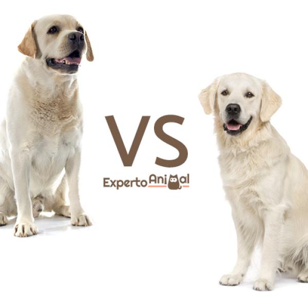 un perro que parece un gokden retriever y un labrador