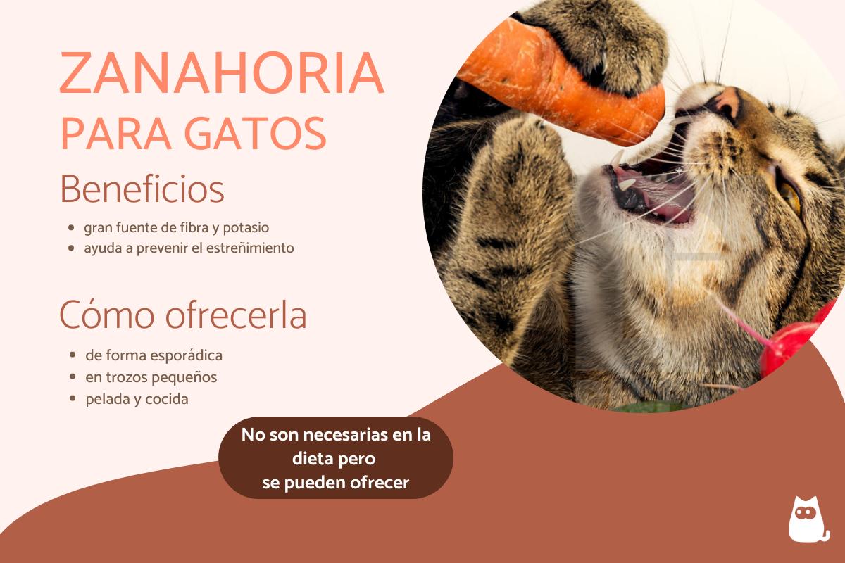 ¿Los gatos pueden comer zanahoria?