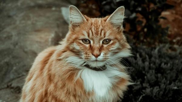Ranking de genios felinos: estas son las 5 razas de gatos con más inteligencia, según la ciencia - Maine Coon: el gato gigante que destaca por su inteligencia social