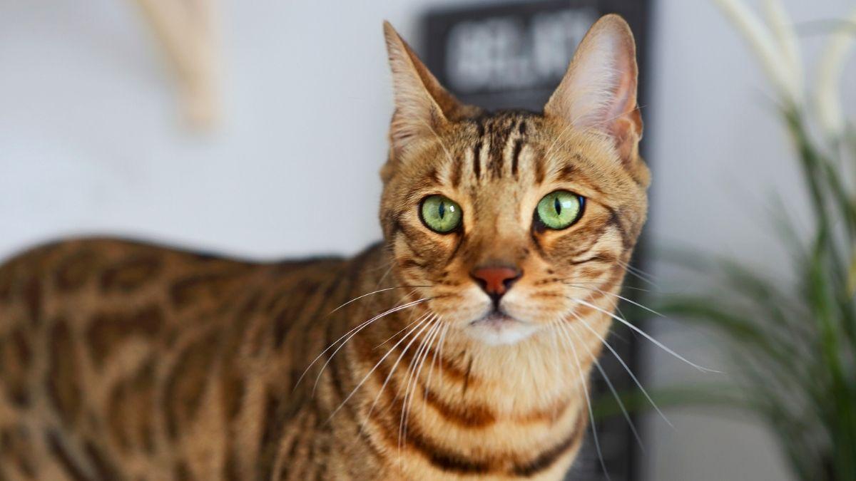 Ranking de genios felinos: estas son las 5 razas de gatos con más inteligencia, según la ciencia