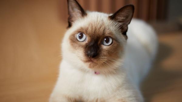 Ranking de genios felinos: estas son las 5 razas de gatos con más inteligencia, según la ciencia - Siamés: inteligente, comunicativo y muy unido a las personas