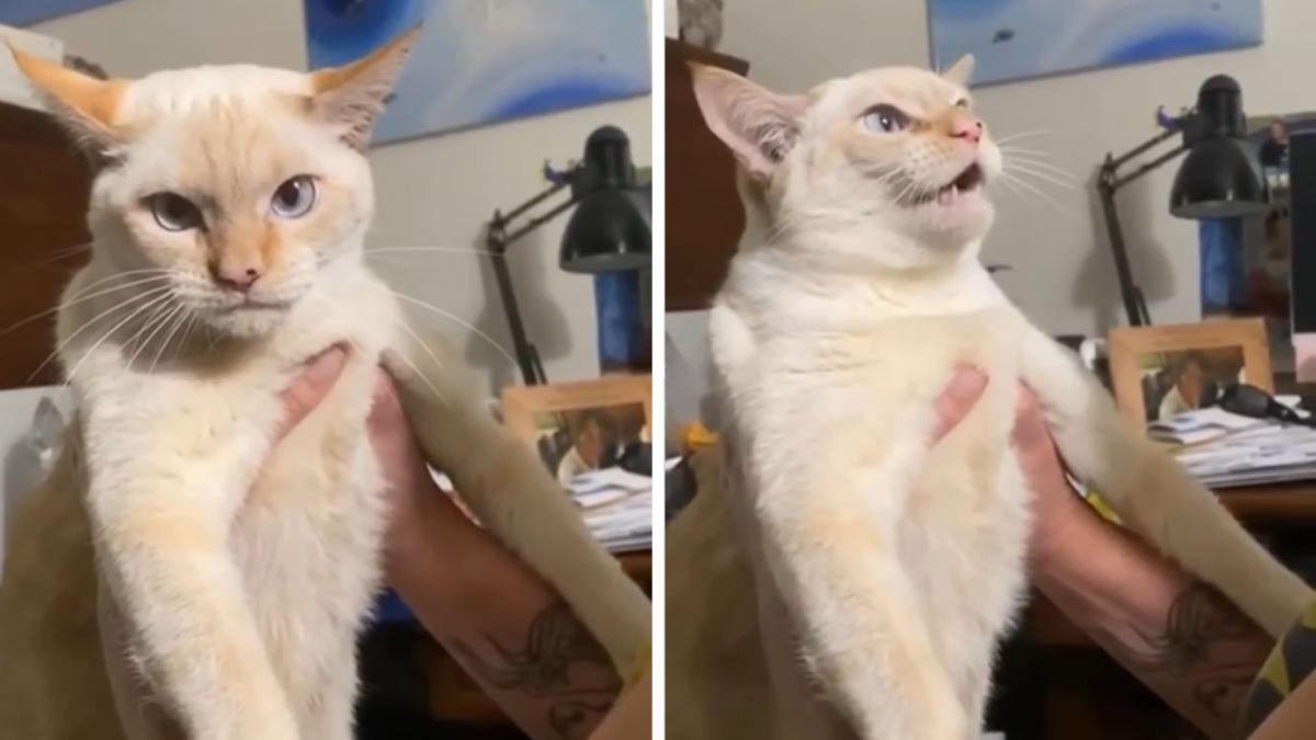 Creció entre perros y ahora ladra: la increíble historia del gato que se ha hecho viral