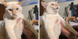 Creció entre perros y ahora ladra: la increíble historia del gato que se ha hecho viral