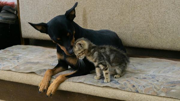 Creció entre perros y ahora ladra: la increíble historia del gato que se ha hecho viral - La clave está en el aprendizaje social: así imitan los gatos a sus referentes