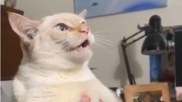 Creció entre perros y ahora ladra: la increíble historia del gato que se ha hecho viral - ¿Realmente un gato puede ladrar como un perro? La explicación detrás de este comportamiento