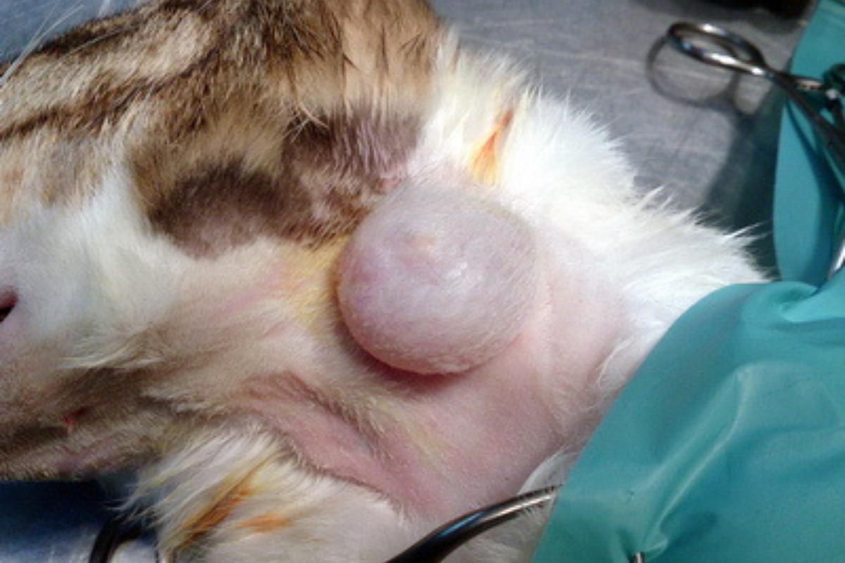 Bultos subcutáneos en gatos - Causas y qué hacer