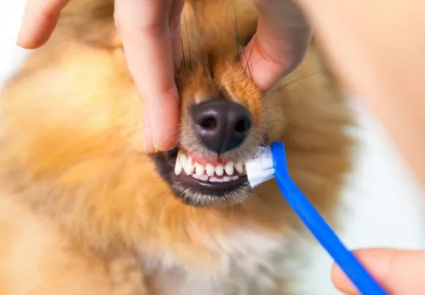 puedo cepillar los dientes de mi perro con un cepillo de dientes humano