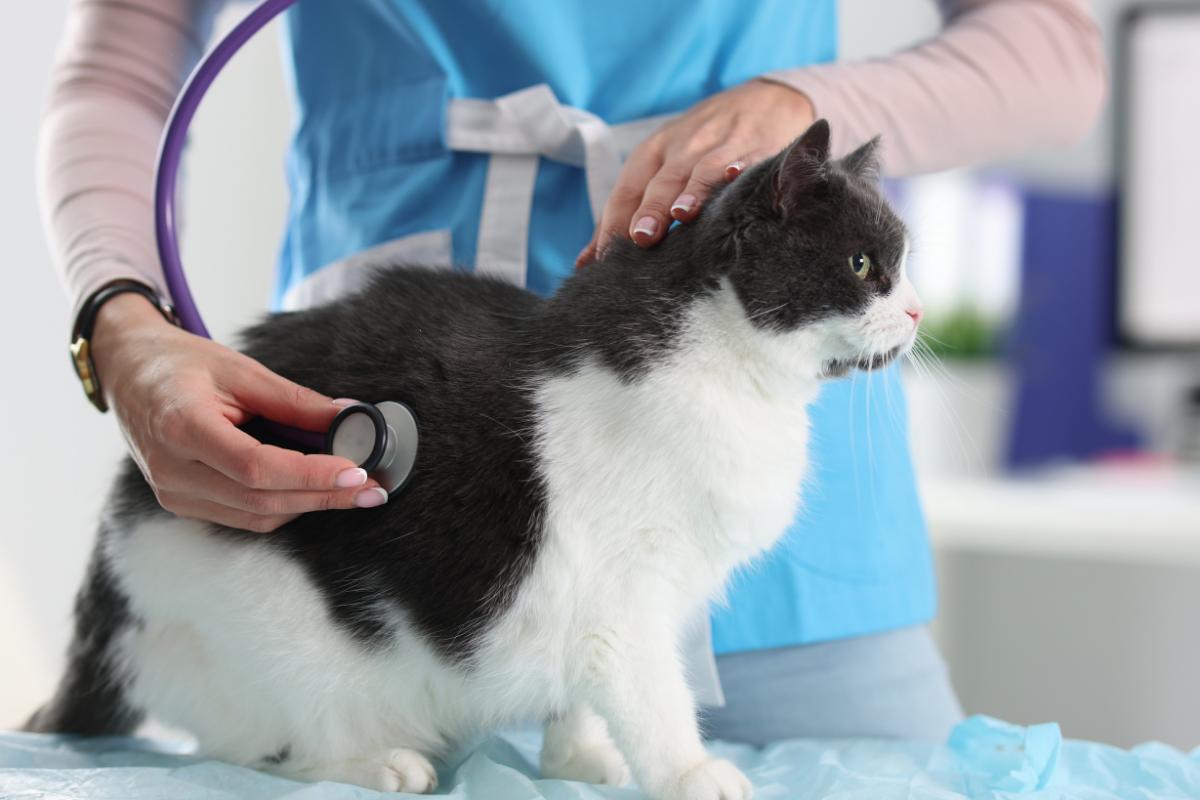 Insuficiencia cardíaca en gatos: causas, síntomas y tratamiento