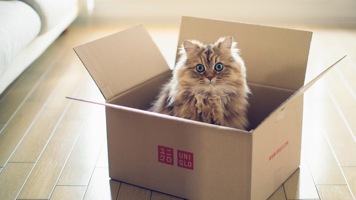 ¿Por qué a los gatos les gustan las cajas?