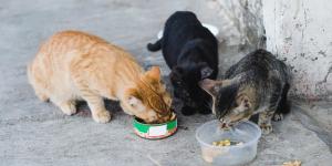 Ya es oficial: la Ley de Bienestar Animal prohíbe alimentar gatos callejeros en estos casos y las multas pueden ser elevadas