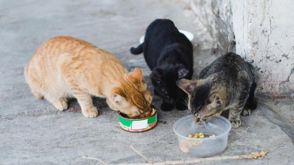 Ya es oficial: la Ley de Bienestar Animal prohíbe alimentar gatos callejeros en estos casos y las multas pueden ser elevadas