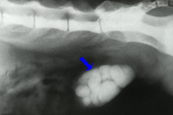 ¿Por qué mi perro orina sangre? - 3. Cálculos