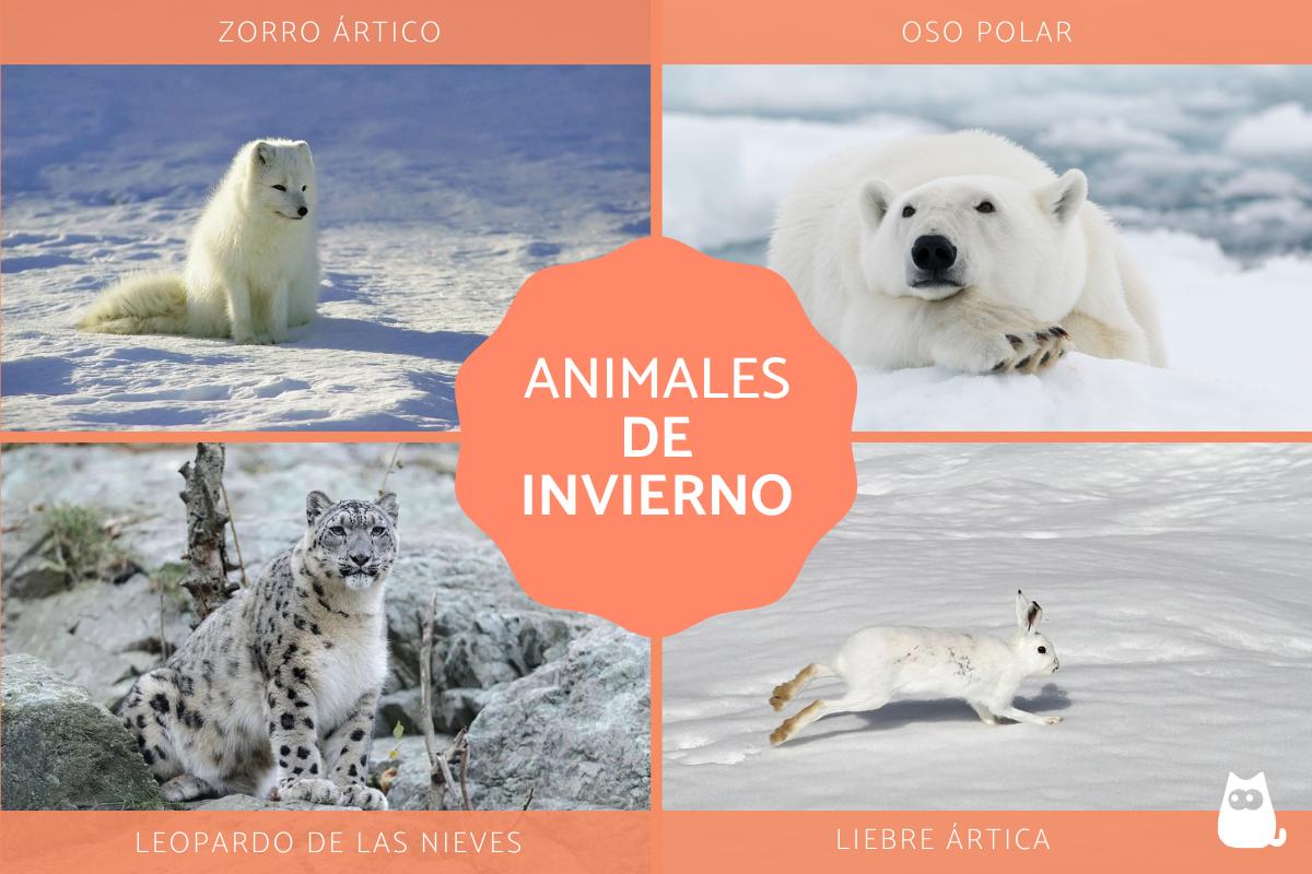Animales de invierno