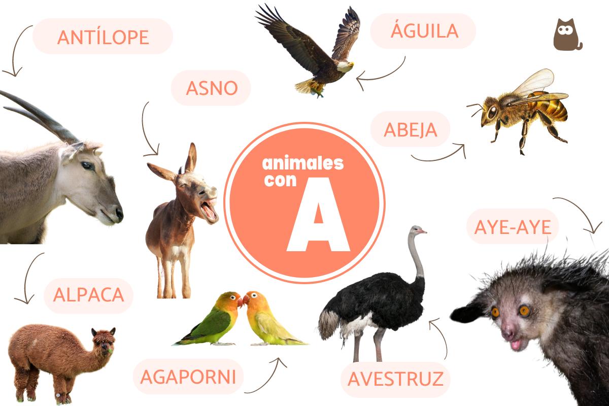 Animales que empiezan por A
