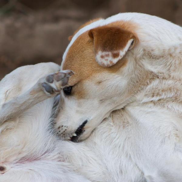 los perros de interior contraen pulgas