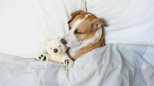 Dormir con tu perro puede ayudarle a vivir más años, según la ciencia: qué dicen realmente los estudios - Lo que ocurre en tu cerebro cuando acaricias o miras a tu perro, según los científicos